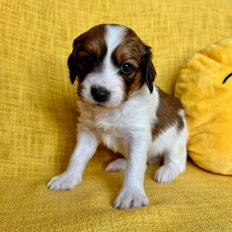 Šteniatka Kooikerhondje – Holandský vábič kačiek - 13