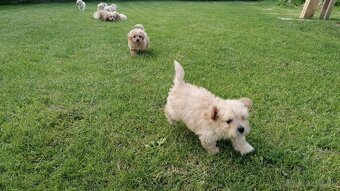 Predám šteniatka maltipoo - 13