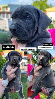 American bully xl s PP - 13