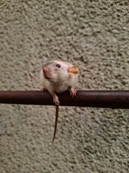 Predám potkaniky - 13