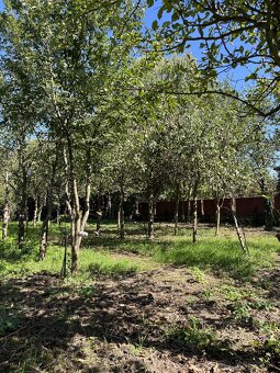 Sedliacky dom s jabloňovým sadom - okr. Levice - 13