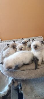 Ragdoll mačiatka, mačka - 13