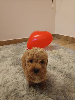Toy Pudel chalpec - 13