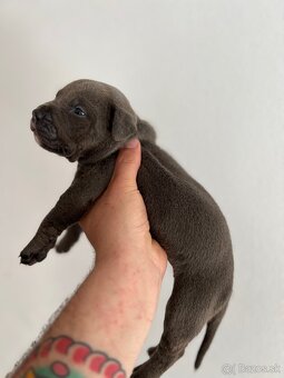 AMERICAN BULLY XL s PP - 13