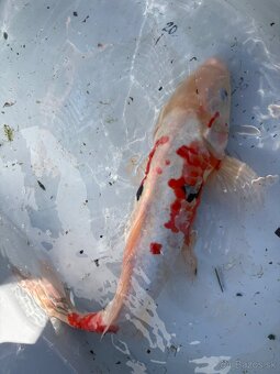 Japonské Koi kapre - 13