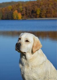 Labrador Retriever -šteniatka - 13