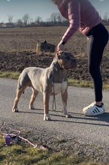 American Bully XL - 13