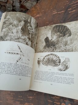 Predám knihu polovníctvo v obrazoch - 13