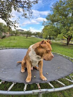 American bully XL - 13