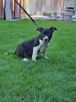 J&K bullys "ponúkame na predaj American bully XL - 13