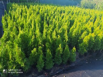 VAVRINOVEC,TUJA SMARAGD - 13