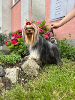 Yorkshire terrier, jorkšírsky teriér s PP FCI - 13