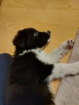 Šteňatá Border kólie - 13