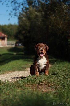 American Bully XL (Pitbull XXL) - - 13