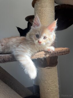 maciatko Fenix s PP/maine coon - 13