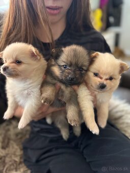 Nemecký špic, pomeranian - 13