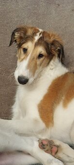 Barzoj ruský chrt s PP - 13