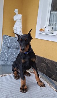 DOBERMAN ŠTENIATKA FCI P.P. - 13