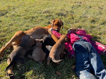Šteniatka po super rodičoch ❤️ - 13