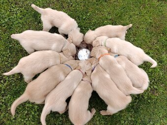 Šteniatka zlatý retriever - 13