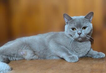 Britská kratkosrstá - 13