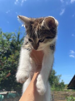 1/2 Mainská mývalia mačka/kocúr (Maine Coon) - 13