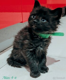 Mainska myvalia mačka - mačiatka Maine coon - 13