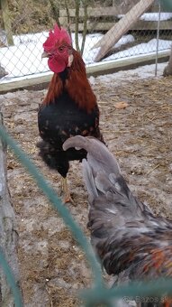 Predam kohuta kohutov - 13