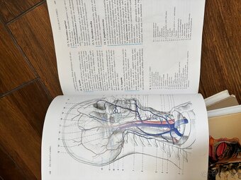 Anatomia Čihak 1,2,3 - 13
