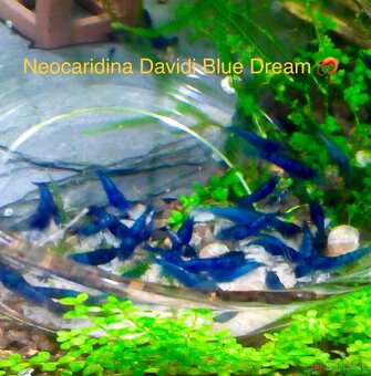 PREMIUM AKVA KREVETKY Caridina a Neocaridina - Odchovy - 13