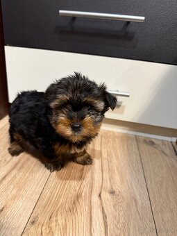 York, Yorkshire, Yorkshire terier, mini yorkshire - 13