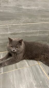 Britský Kocurik - 13