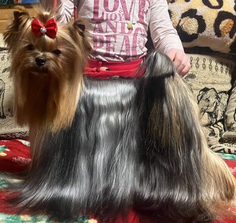 Yorkshire terrier s PP - 13