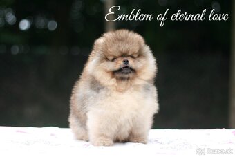 Pomeranian FCI - 13