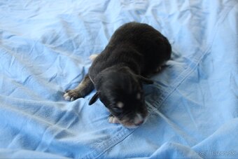 Ponúkam šteniatka - 13