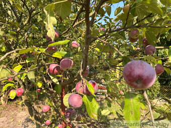 Na predaj záhradná chatka neďaleko rybníka – Nové Zámky, č - 13