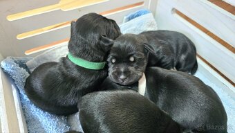 Malý čiernostrieborný bradáč - 13