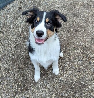 Border kolia tricolor - 13