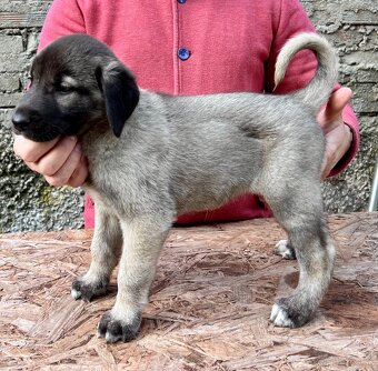KANGAL - štěňata již K ODBĚRU, iba sučky - 13