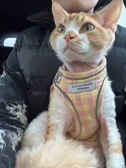Dvojročný kocúrik plemena Devon rex si hľadá nový domov - 13