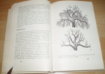 Rez a tvarovanie ovocných drevín - 13