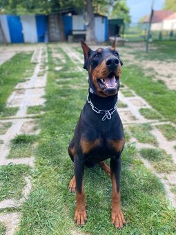Šteniatka doberman - 13
