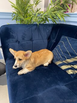 Welsh corgi pembroke - 13