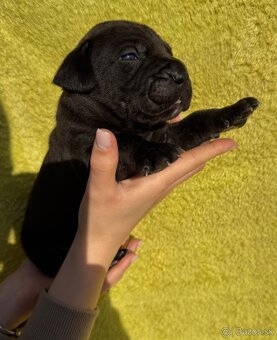 Výnimočné šteniatka americký bandog s PP k odberu - 13