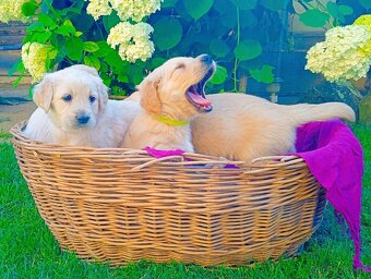 Zlatý retriever - 13