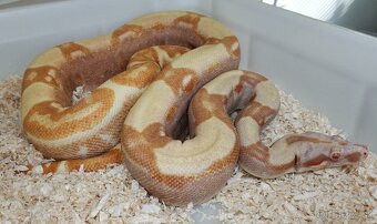 Boa imperator - Purple Sharp Sunglow Aztec, Sharp Sunglow - 13