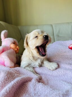 Golddust Yorkshire Terrier, Yorskshire s PP, Jork - 13