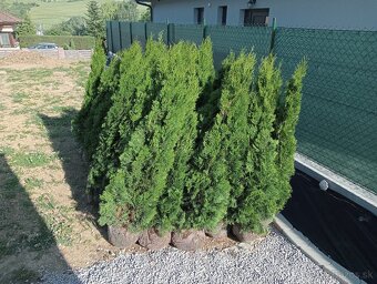 Tuja Smaragd, vavrínovec, červienka -  ROŽŇAVA - 13