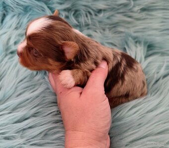Yorkshire terrier - 13
