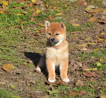 Shiba inu  s PP  /FCI / - 13